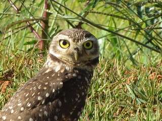 Owl