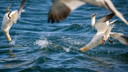 Northern Gannet Diving