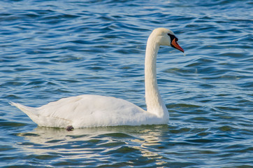 Close-up portrait of a white Swan on the water.