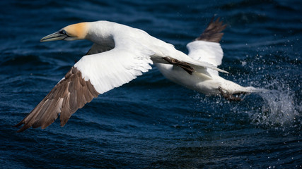 Northern Gannet Diving