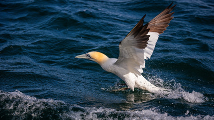 Northern Gannet Diving