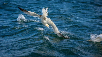 Northern Gannet Diving