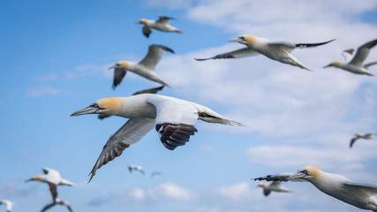 Northern Gannet In Flight