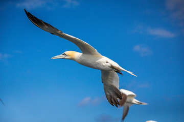 Fototapeta na wymiar Northern Gannet In Flight