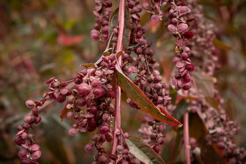 Pink flower seeds Hampton Court Castle gardens Hope under Dinmore Herefordshire England