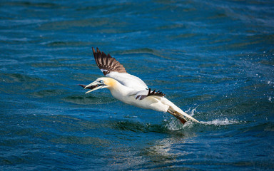 Northern Gannet Diving