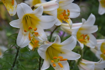 Naklejka na ściany i meble white lily in the garden