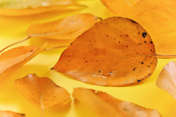 Wet, orange coloured autumn leaf with small dark spots on yellow board. Closeup detail - abstract fall season background