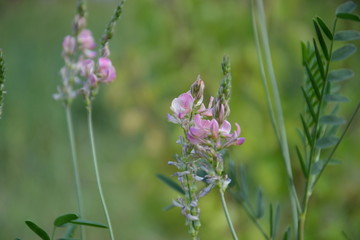 purple flowers in field