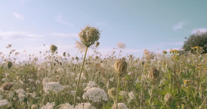 Natural yarrow field in late afternoon sun detail, Slovenia