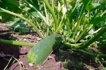 Obraz premium Green zucchini under a bush in the garden.