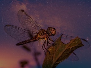 dragonfly on a leaf with artistic whimsical background 