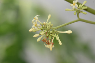 The flowers of the papaya fruit clustered in green