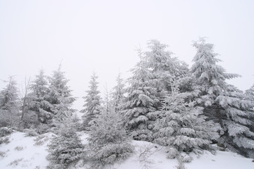 pines covered in snow with white sky in the background