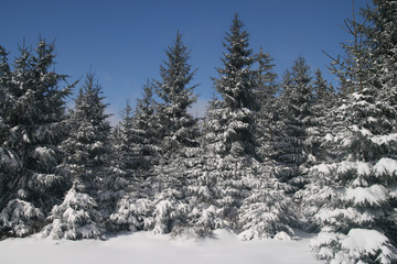 pines covered with snow with blue sky in the background