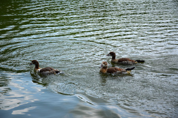 Feeding a duck and her ducklings on a pond in Europe