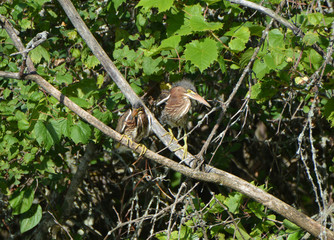 Pair of Green Herons