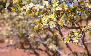 Desert plant with white and yellow color flowers, creosote bush or Larrea tridentata