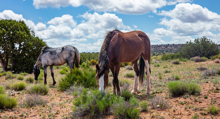 Naklejka na ściany i meble Wild horses inArizona, US of America. Canyon de Chelly area Arizona, USA