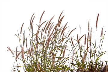 Grass isolated on white background. Clipping path.
