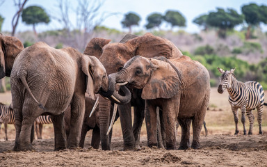 Playing little elephants