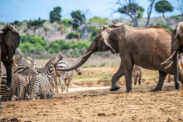 Fototapeta premium African bush elephant - Loxodonta africana - Afrikaanse savanne olifant