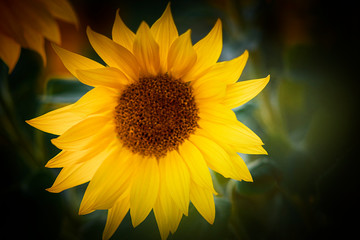 Sonnenblume vor grünem Hintergrund