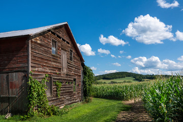 Old Barn with a View to a Hudson Valley Cornfield - 283603011