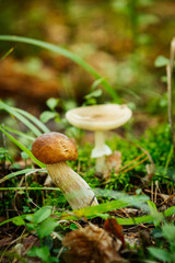 Edible and poisonous mushroom nearby.