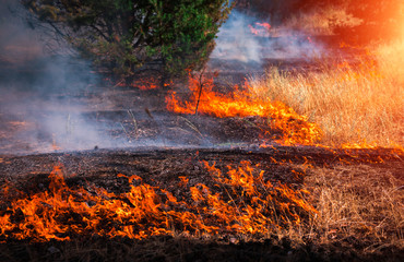  wildfire at sunset, burning pine forest .