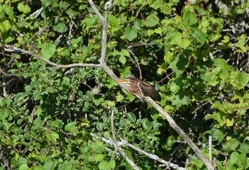 Green Heron bird