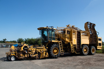 Obraz premium Beet harvesting shade - check for readiness for beet harvesting