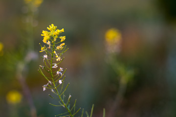 Close-up of yellow flowers with thin petals on a blurred background of green summer meadow