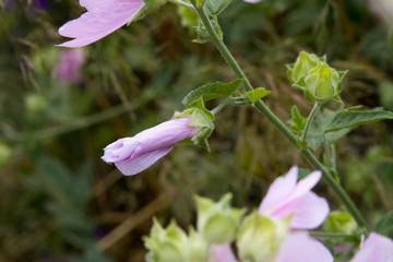 Close-up of pink blooming wildflowers on a blurred background of grass meadow, selective focus