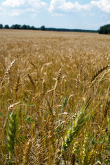 Field of ripened golden wheat harvest against a blue cloudy sky, selective focus
