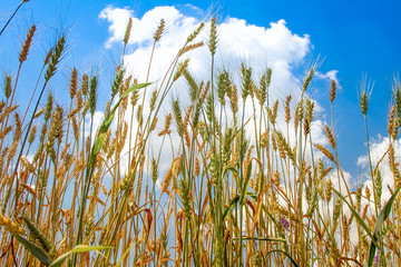 Field of ripened golden wheat harvest against a blue cloudy sky, selective focus