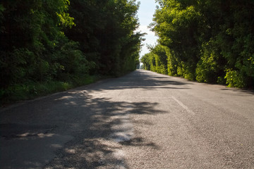 Obraz premium Asphalt road among the forest, tree branches converge above the road, selective focus