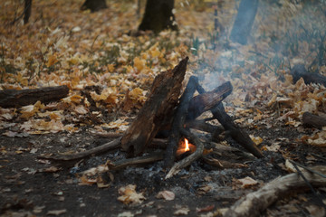Close-up of a burning bonfire in the forest, firewood and embers on fire in the autumn forest, selective focus