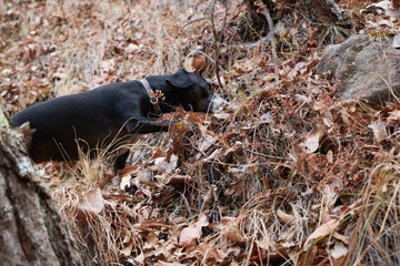 mixed breed black dog sniffing and browsing through the leaf litter on a steep part of a hill in the woods