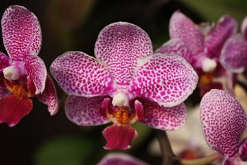 Orchid