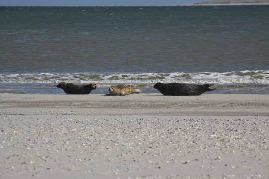 B&eacute;b&eacute; phoque en baie de Somme