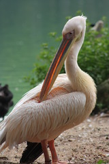pelican