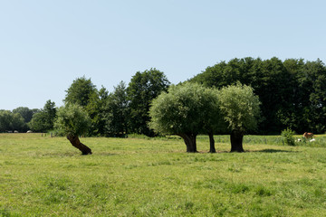 Fototapeta premium Countryside of Mecklenburg-Vorpommern, Baltic Sea, Germany