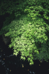 Les feuilles d'un érable vert avec un gros contraste