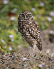 Fototapeta premium Burrowing Owl in Florida 