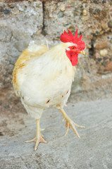 Un coq à cloche pied