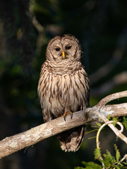 Barred Owl in Florida 