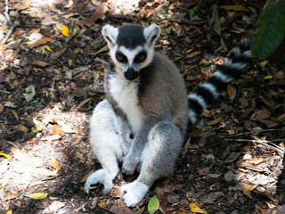 Lemur in South Africa