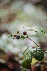 Wild blackberry in the forest.