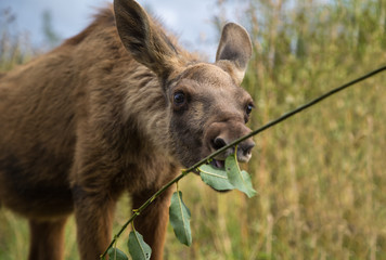 Young moose calf eating leaves off a twig